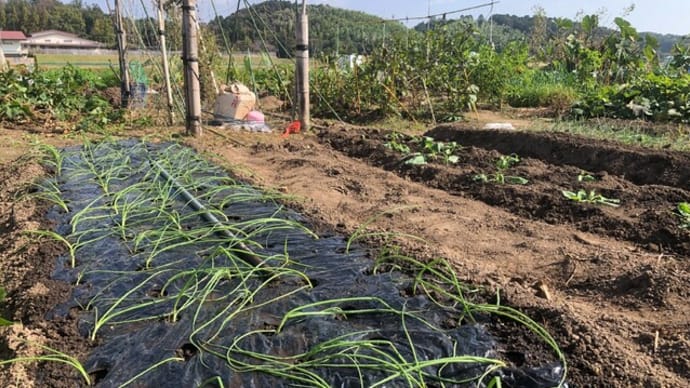 菜園ライフ89~超極早生タマネギ植え付け