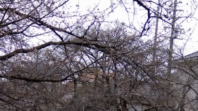 桜が咲き始めました❀