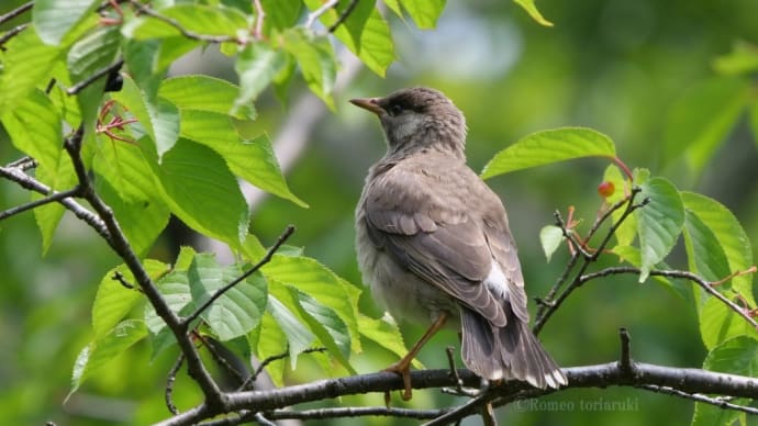 初めてのサクランボ狩り ムクドリ幼鳥