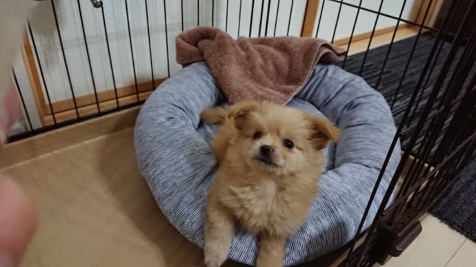 コロン🐕