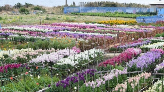 白間津(しらまづ)の花摘み園(南房総市千倉)