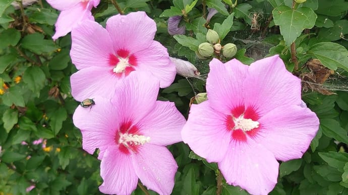 ☆ムクゲの花