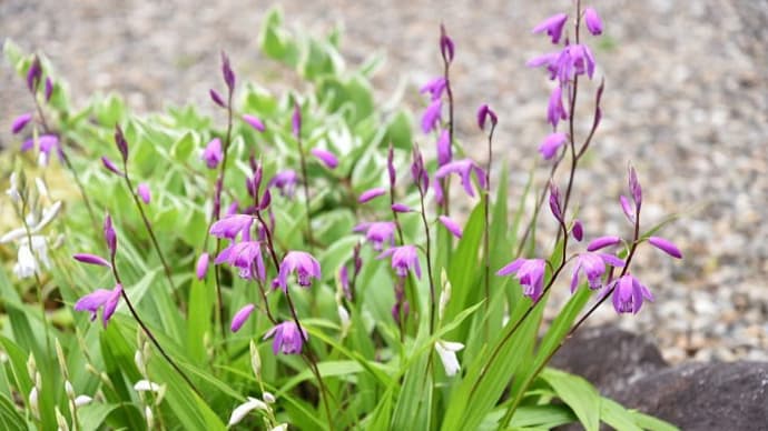 いま紫蘭が花盛り / 漂う雲に癒されながら湯船に浸かる / 理解できないスパイト行動