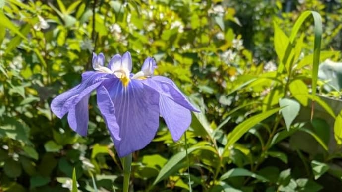 花菖蒲と八重のドクダミ