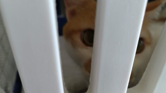 きなこ、出国直前なのにクリニックへ