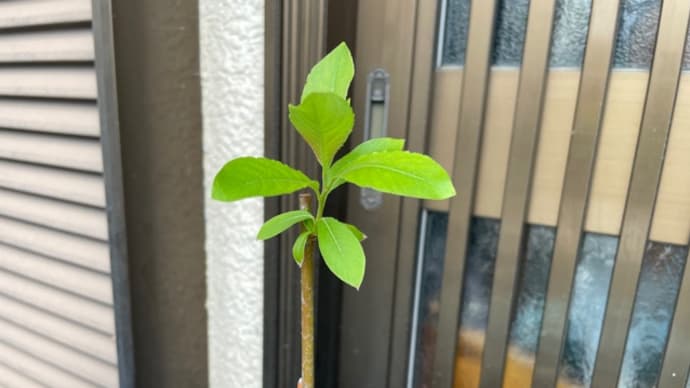 卵管が出てきた