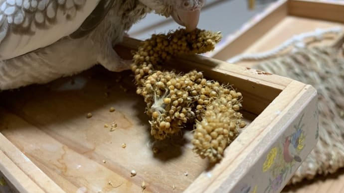 こっそりおやつ食べてるでしゅよ