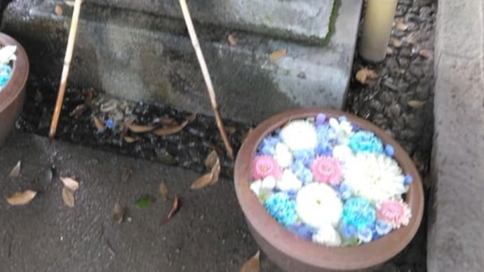 神社から頂いた梅をはちみつ漬けに・・・美味しそう(^o^) 「優舞美」