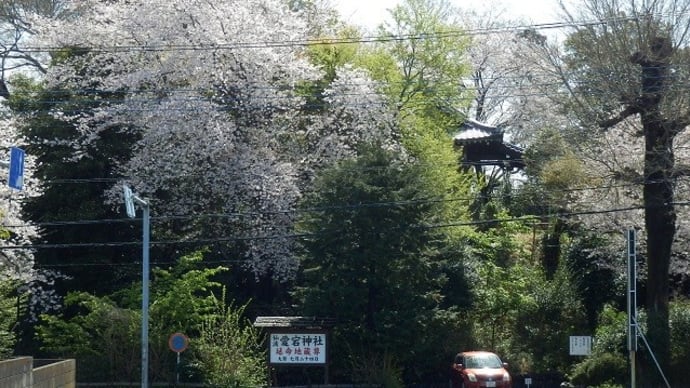 雨上がり散った桜の吹き模様（仙波氷川神社）