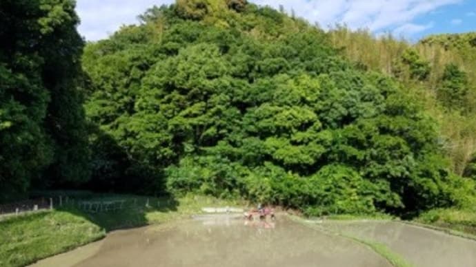 代掻きと枝豆と落花生