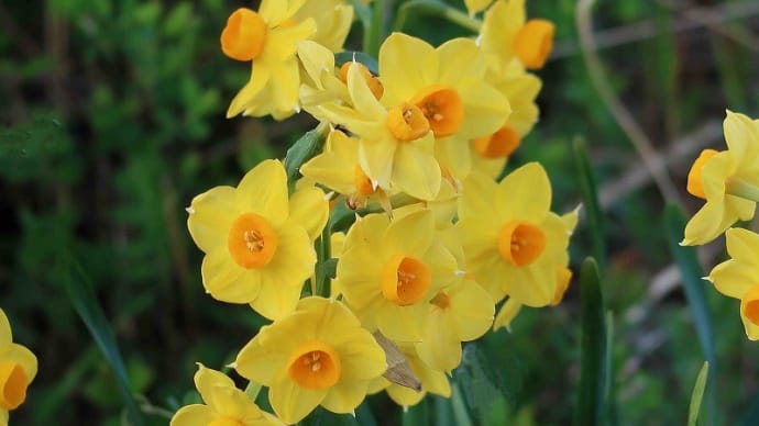 春の花（４）･･･水仙3題