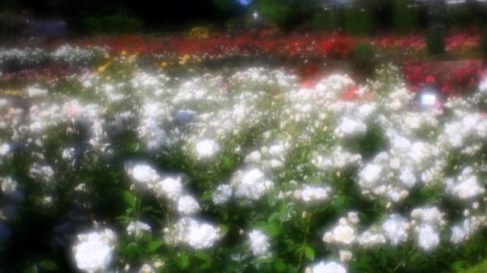 2024年 5月17日(金)の「谷津バラ園」(5)
