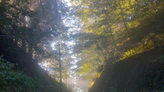 霧の朝に・・・