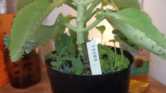 子宝弁慶草を買いました&アメリカンクラブハウスカレーサンド