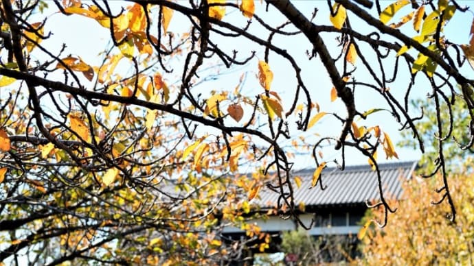 秋の都市農業公園(足立区都市農業公園 2021.10.30撮影)