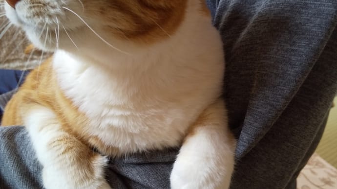ブログ始めてちょうどひと月⊂(・ω・*⊂)