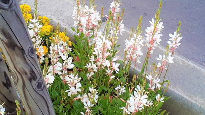 お花で一休み（１５０）　白蝶草とか山桃草と呼ばれる花