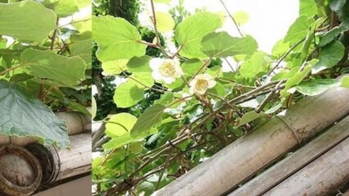 ベリー類など、実り始めていてうれしい。
