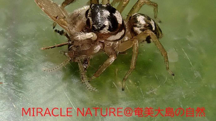 奄美大島のハエトリグモ:メガネアサヒハエトリか?