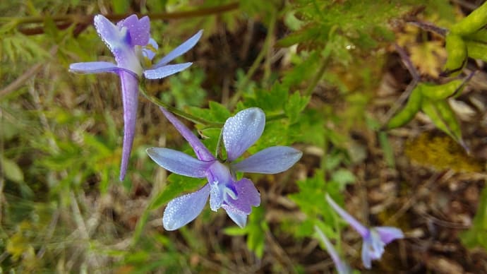 「リハビリ散歩農道コース」ではじめての草花に出会った・・・(セリバヒエンソウ)