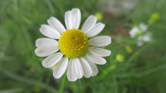 今日の花(カモミール、ゲンペイコギク)