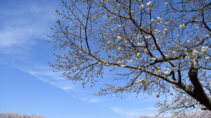 ◆青空! 映える満開の桜(市原市農業センター)