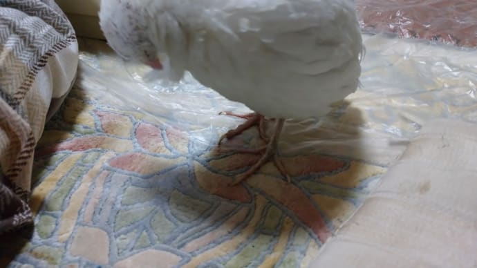 ローリー 砂浴び