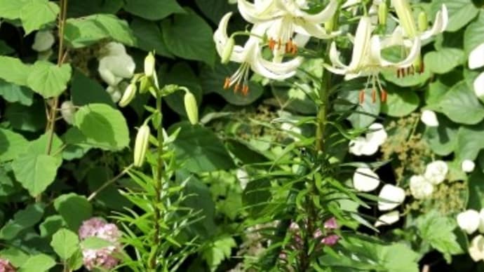 百合と紫陽花とふんわり写真