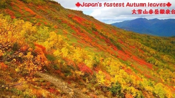 圧巻の日本最速絶景紅葉🍁高原温泉~銀泉台へ🚍・・・大雪縦貫道路計画に想う