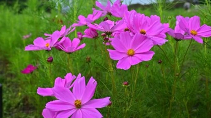 秋の花園～木曽三川公園