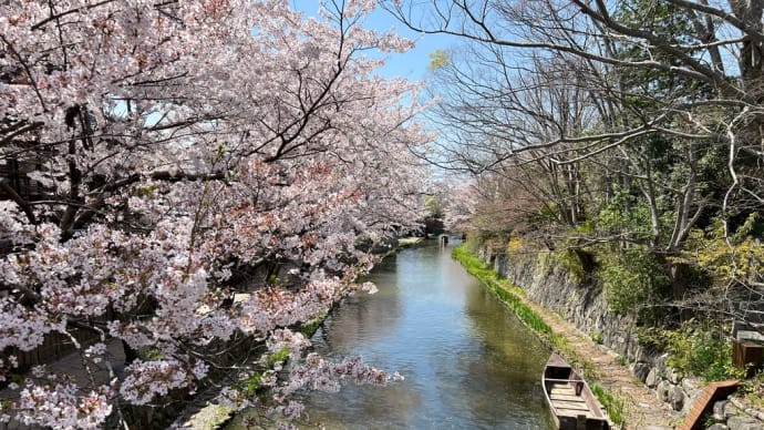 春の近江八幡を歩く②「八幡堀の桜」