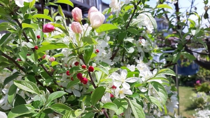 ４月の庭　深山海棠