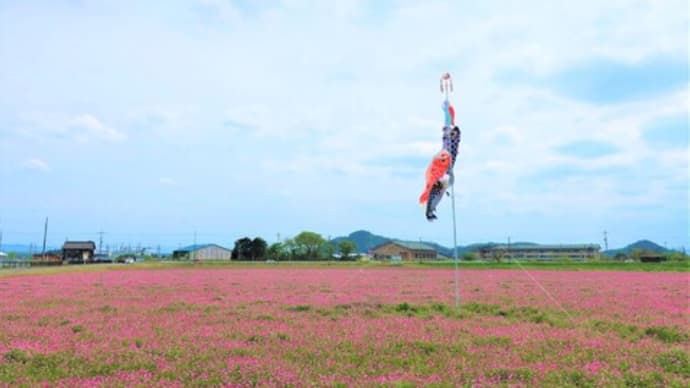 蓮華菜花梨花