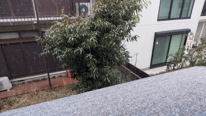 雪から春の兆しを感じながら、都会のなごり雪に田舎のボタ雪、それでも週4日ペースでスキー、、、