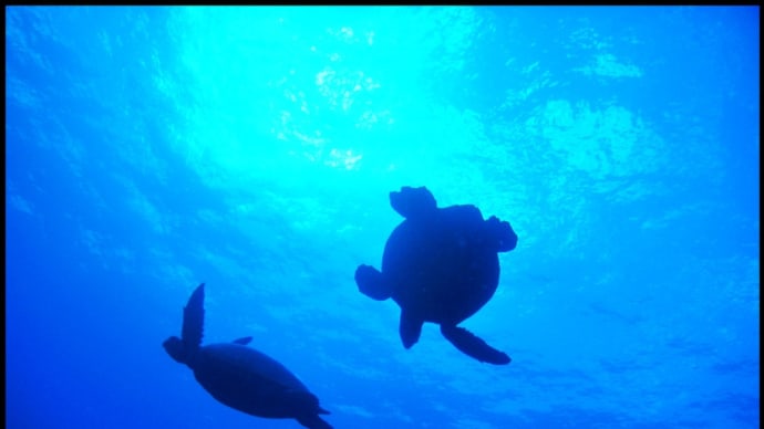 海中写真~アオウミガメ ハワイ~