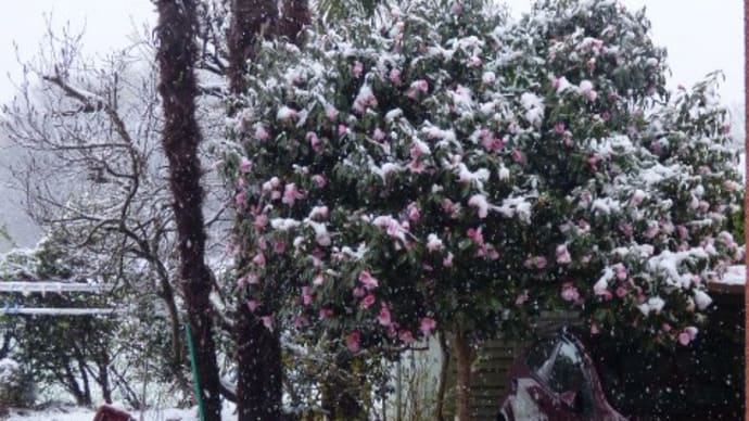 マリモ記念日!・・・そして、雪景色でした!(*_*;