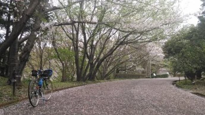 袖ヶ浦公園の桜