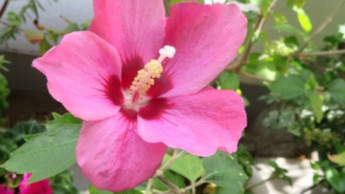 2024年11月のムクゲ、最後の花がきれいに咲く 11/3、5、13