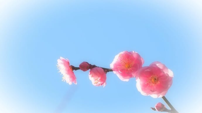 厳寒に咲く梅 🌸　冬の青空を映す露 💧　寒いほど元気いっぱい 大池のカモさんたち ＼Σ＾)／