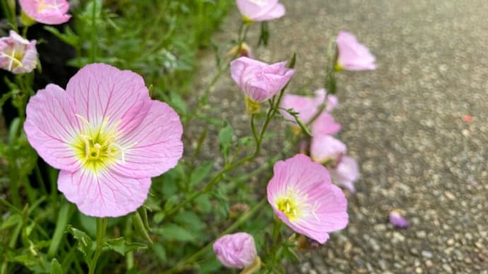 多摩川周辺の花　2024春①～ヒルザキツキソウ、タニウツギ、ユキモチソウ、ホタルカズラ等