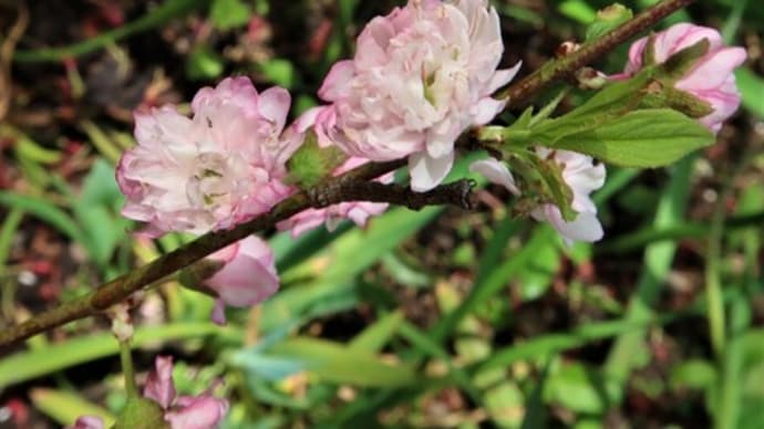 庭桜