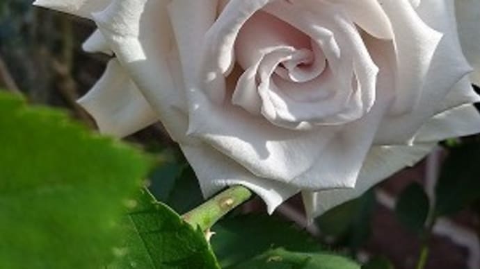 突然枯れた!グラウンブルー!紫陽花が見頃になってきた!友人のお葬式