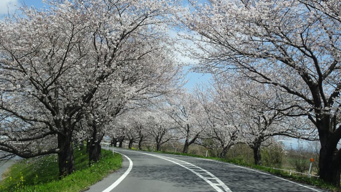 車窓の桜並木 @岐阜県海津市平田町