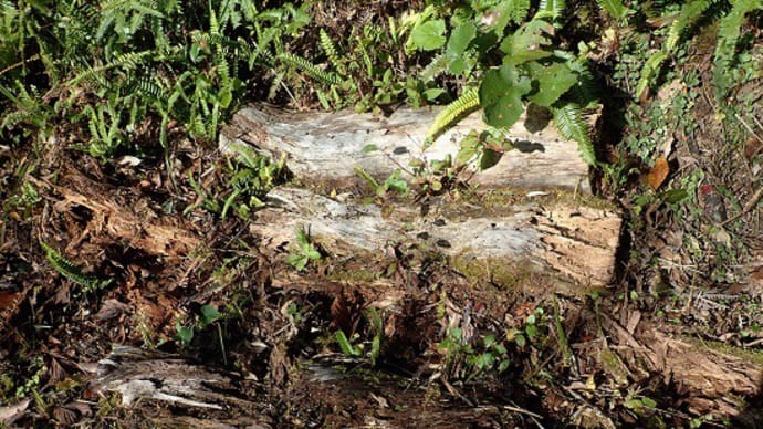 朽ちた倒木の中や下に居る生き物、その1：シリケンイモリ