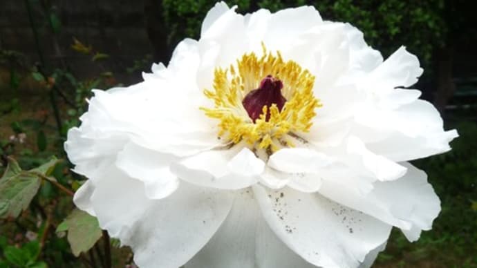 4月12日 ボタン開花