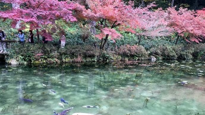 モネの池へ行ってきました!