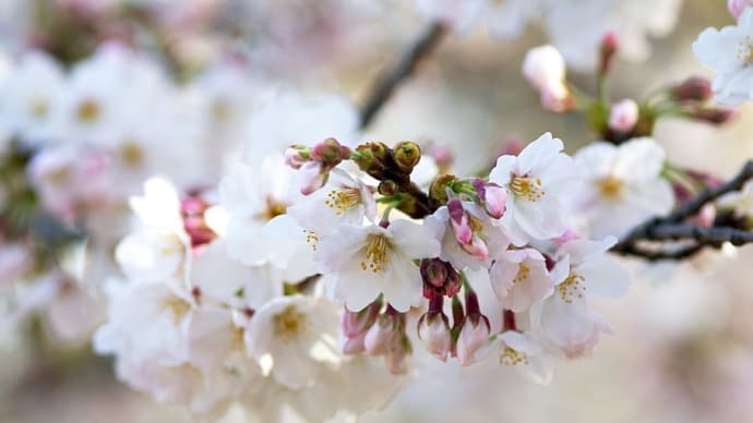 いろいろな桜 Sigma MACRO 105mm F2.8 EX