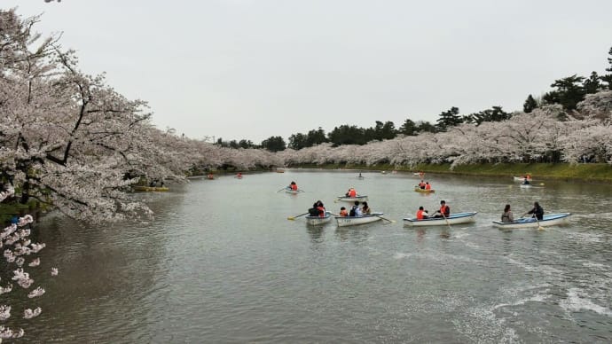 さくら狩り 青森県弘前市弘前公園 弘前さくらまつり2023(12)ボート乗り場から、赤い春陽橋
