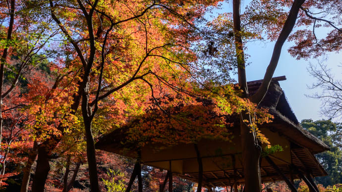 六義園の紅葉　final?