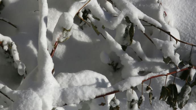 雪に埋もれたラズベリー3